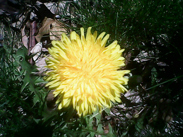 dandi1
